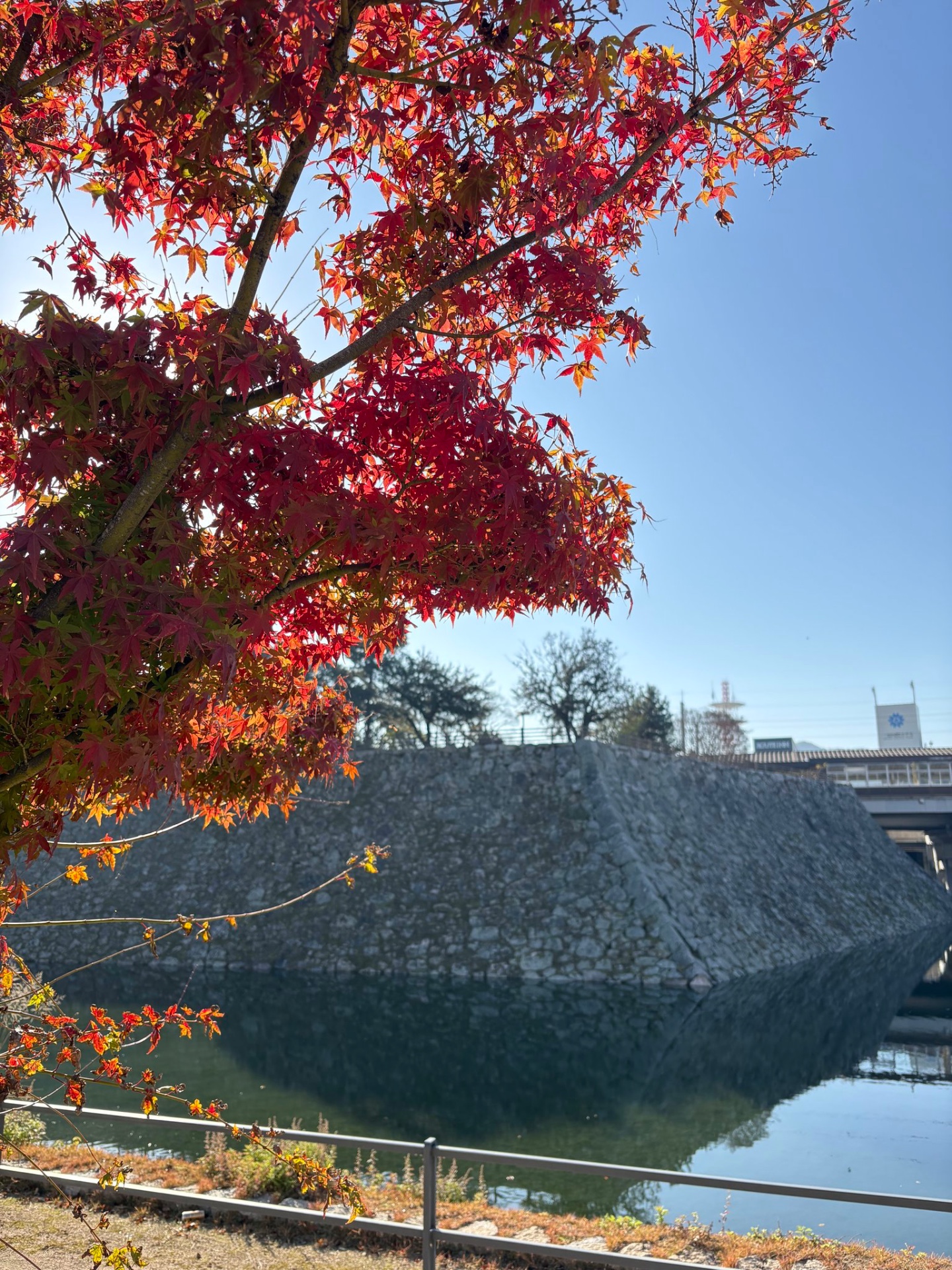 紅葉と三原城跡